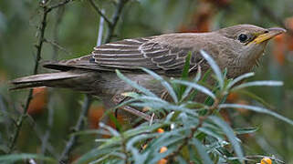 Rosy Starling