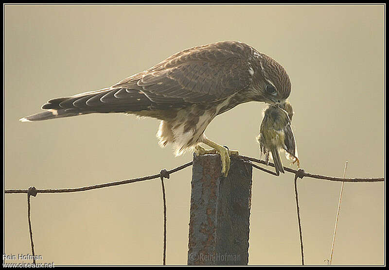 MerlinFirst year, feeding habits