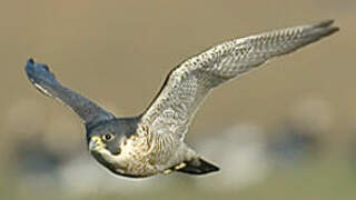 Peregrine Falcon