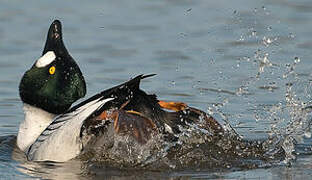 Common Goldeneye