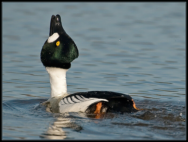 Common Goldeneye male adult