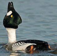 Common Goldeneye