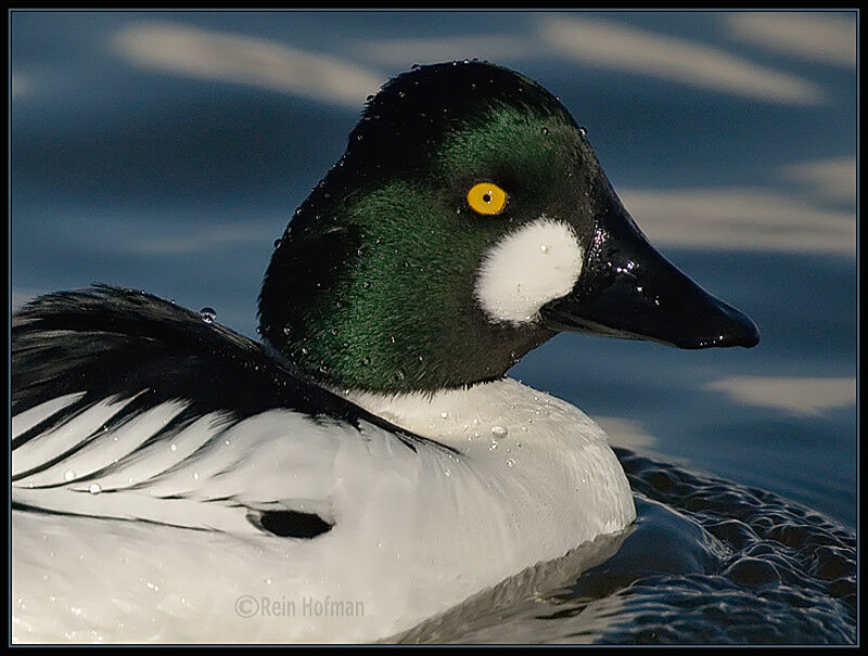 Common Goldeneye male adult