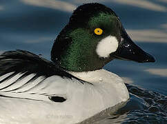 Common Goldeneye