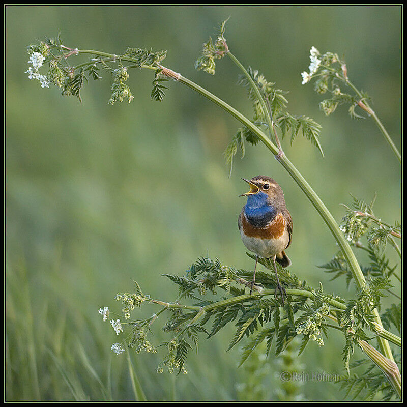 Gorgebleue à miroir mâle adulte