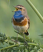 Bluethroat