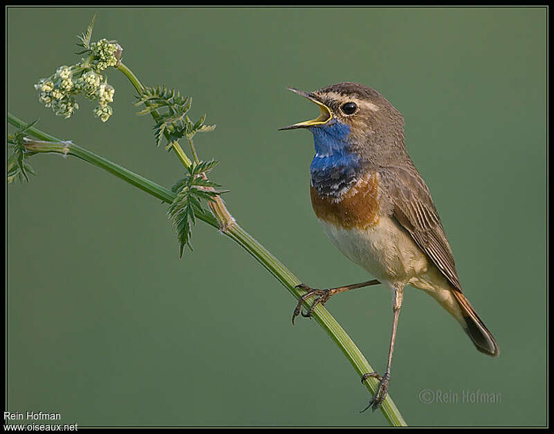 Bluethroat male adult, song