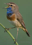 Bluethroat