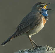 Bluethroat