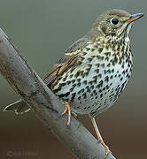 Song Thrush