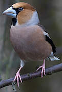 Hawfinch