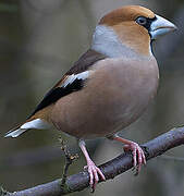 Hawfinch