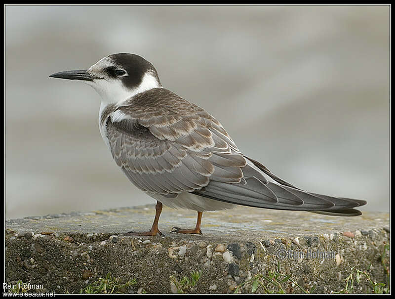 Guifette noirejuvénile, identification