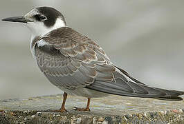 Black Tern