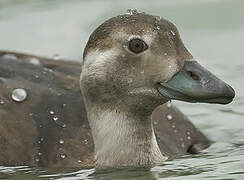 Long-tailed Duck