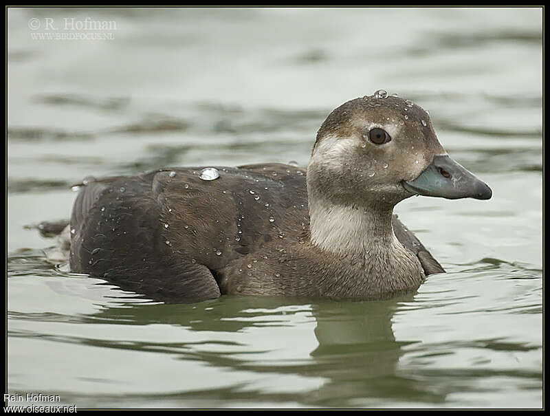 Harelde boréale1ère année, identification