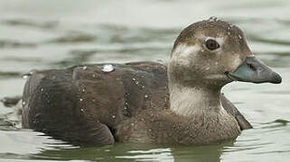 Long-tailed Duck