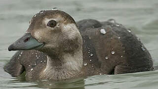 Long-tailed Duck