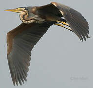 Purple Heron