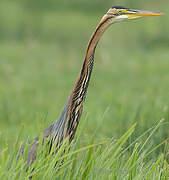 Purple Heron