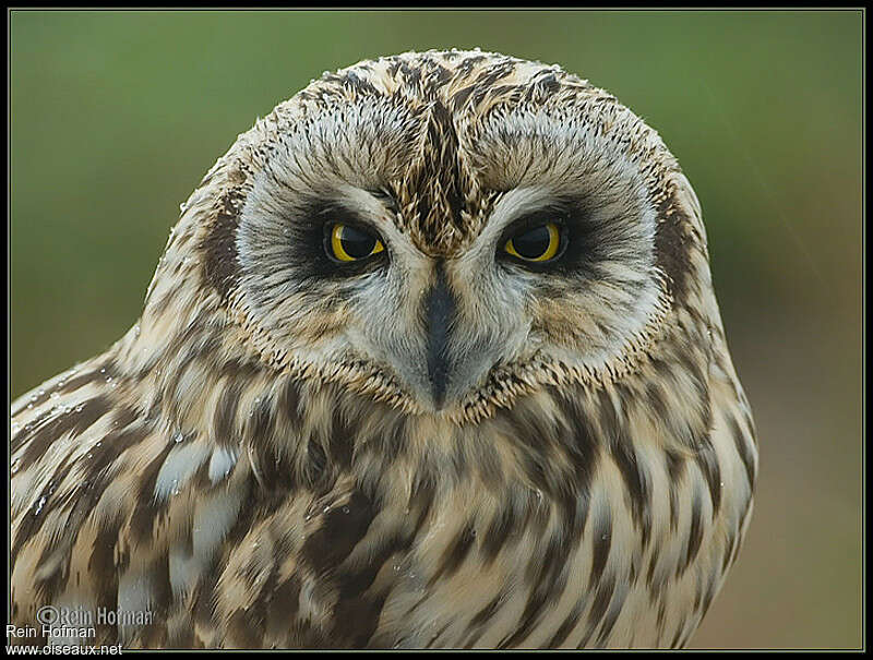 Short-eared Owl, close-up portrait