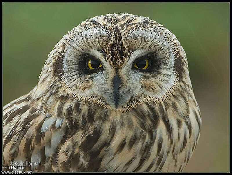 Hibou des marais, portrait