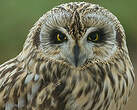 Hibou des marais