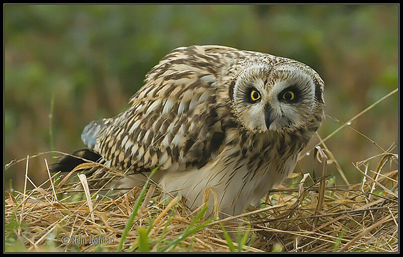 Short-eared Owl