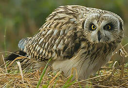 Hibou des marais