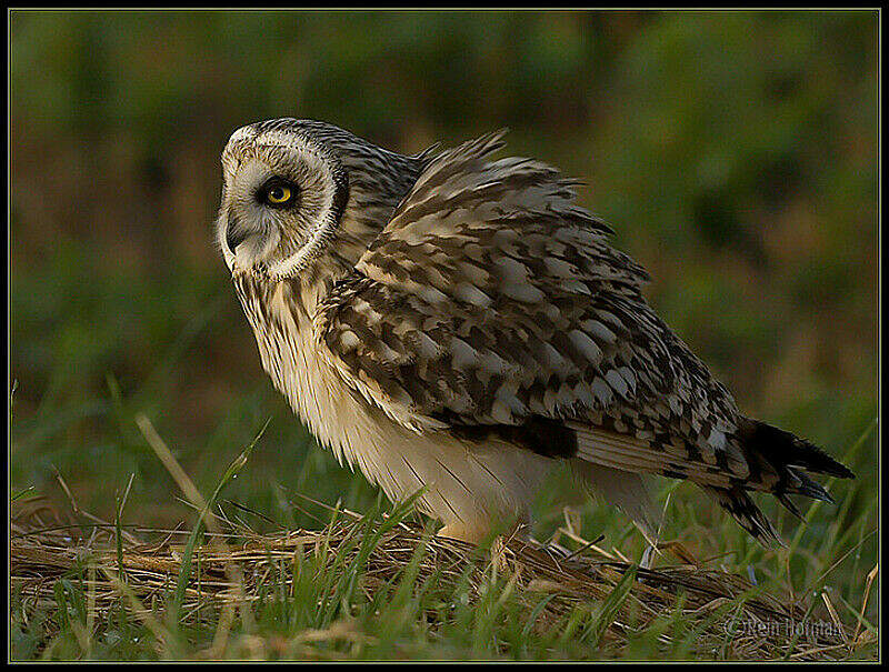 Hibou des marais - reho23102