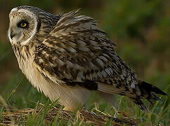 Hibou des marais