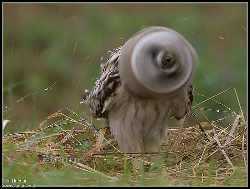 Hibou des marais, soins