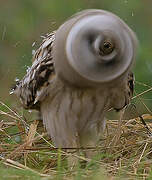 Hibou des marais