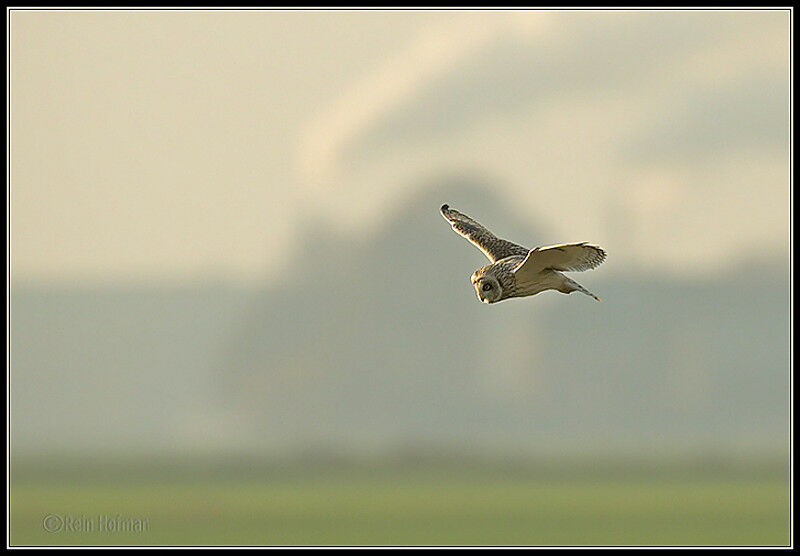 Hibou des marais