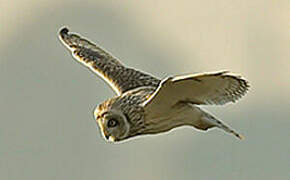 Short-eared Owl