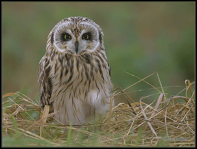 Hibou des marais - reho23105