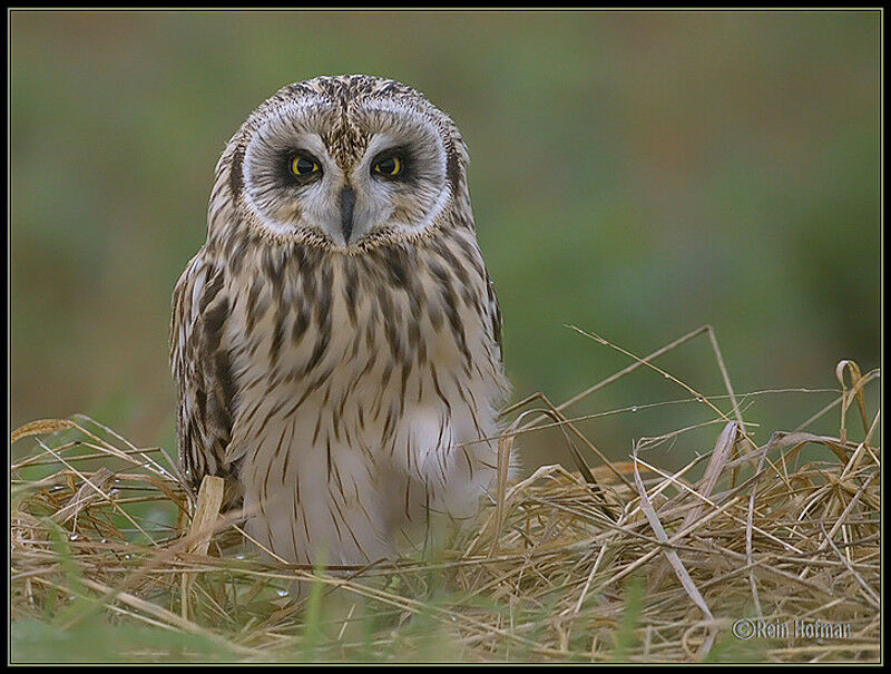 Hibou des marais