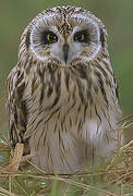 Hibou des marais