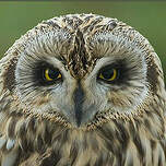 Hibou des marais