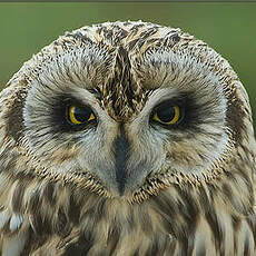 Hibou des marais