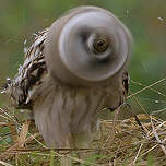 Hibou des marais