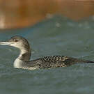 Plongeon imbrin