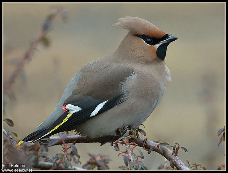 Bohemian Waxwing male adult, identification