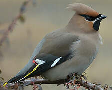 Bohemian Waxwing