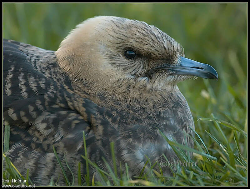 Parasitic Jaegerjuvenile, close-up portrait