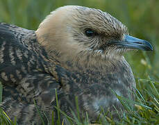 Parasitic Jaeger