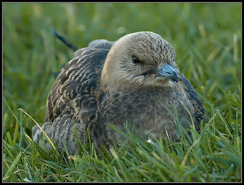 Parasitic Jaeger