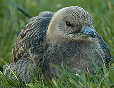 Parasitic Jaeger