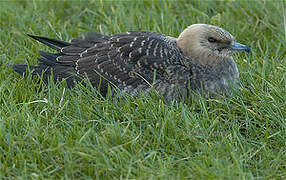 Parasitic Jaeger