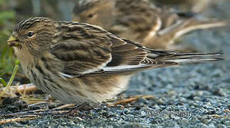 Twite